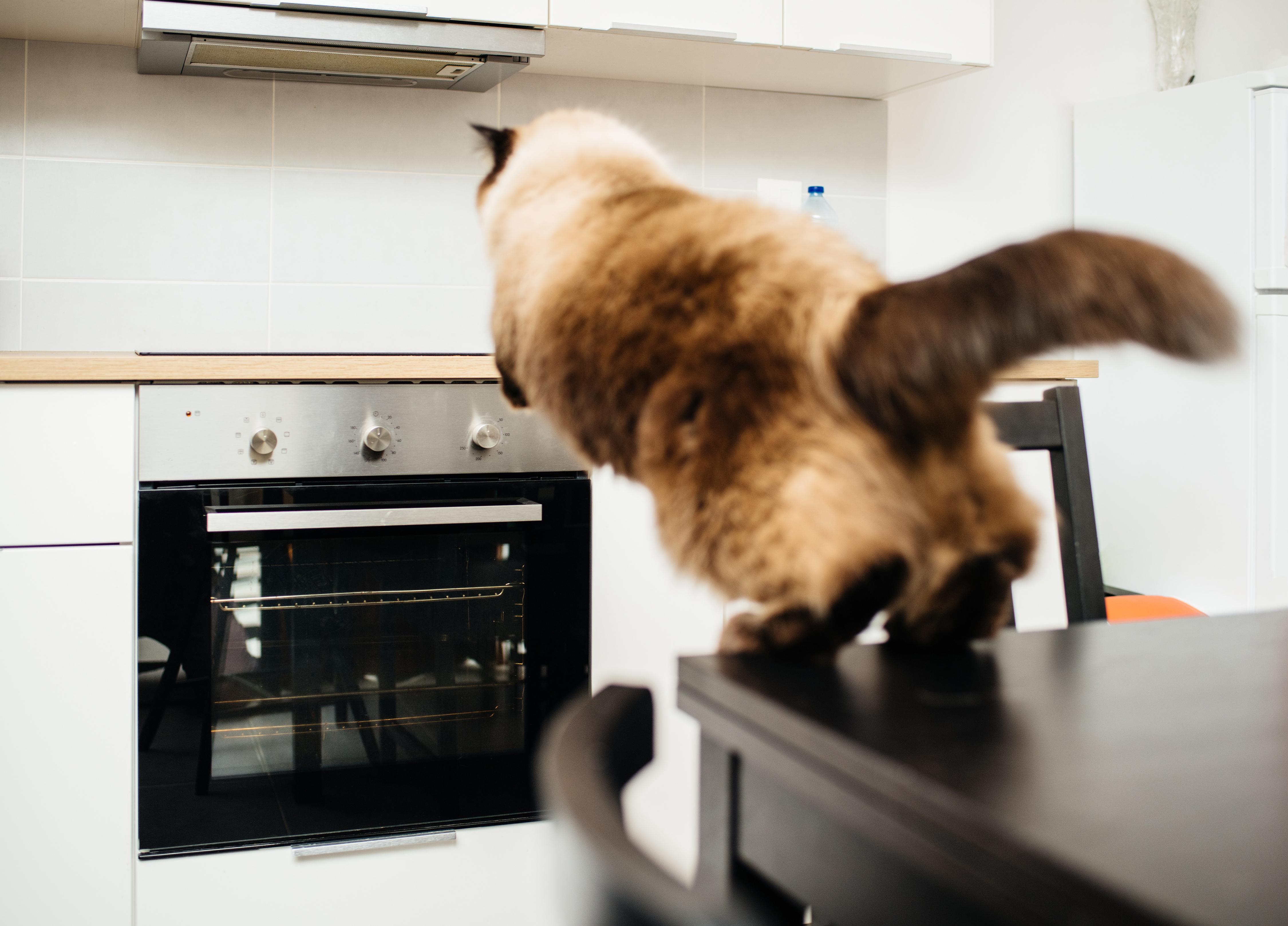 cat jumping onto the kitchen counter