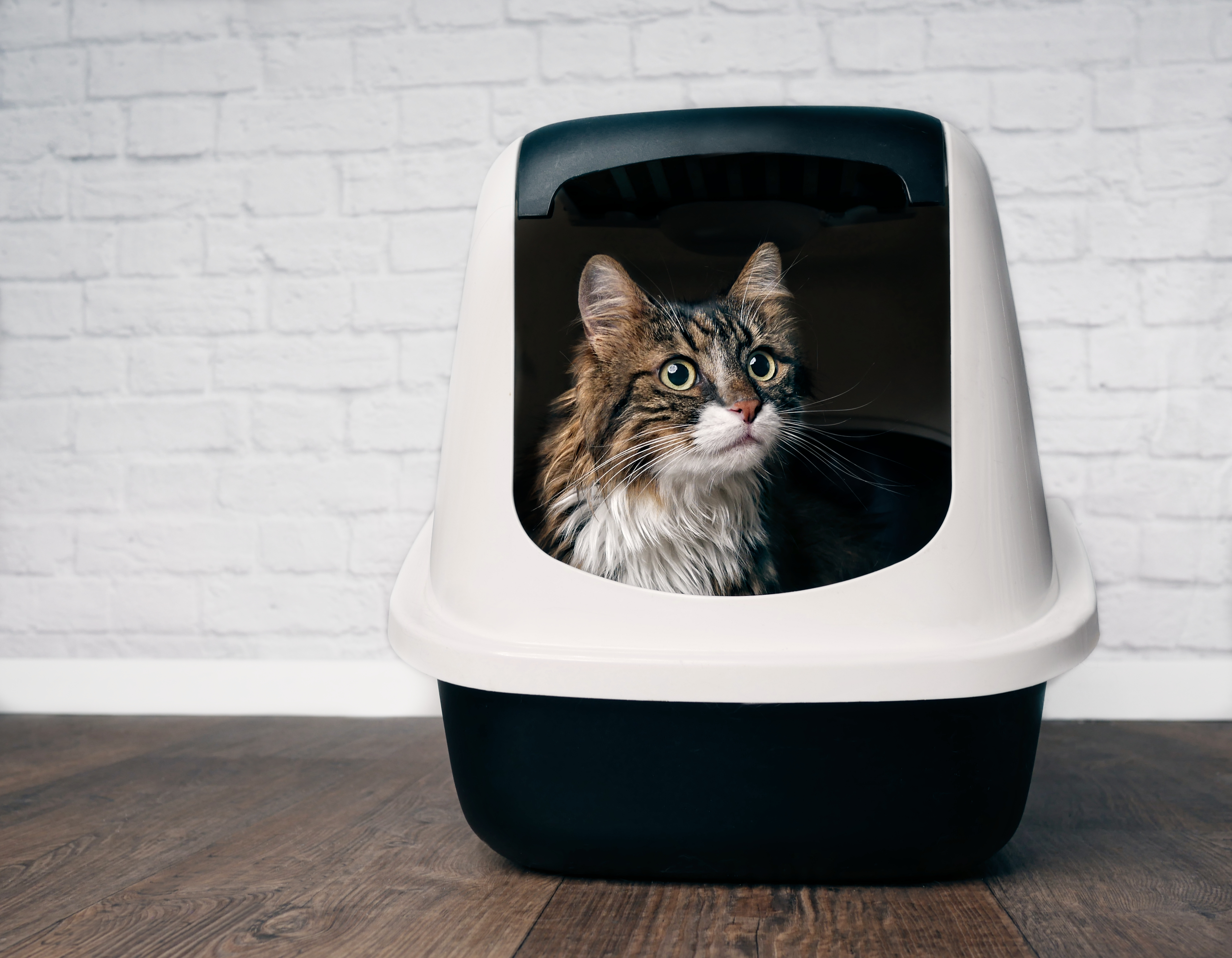 Cat peeing in hotsell front of litter box