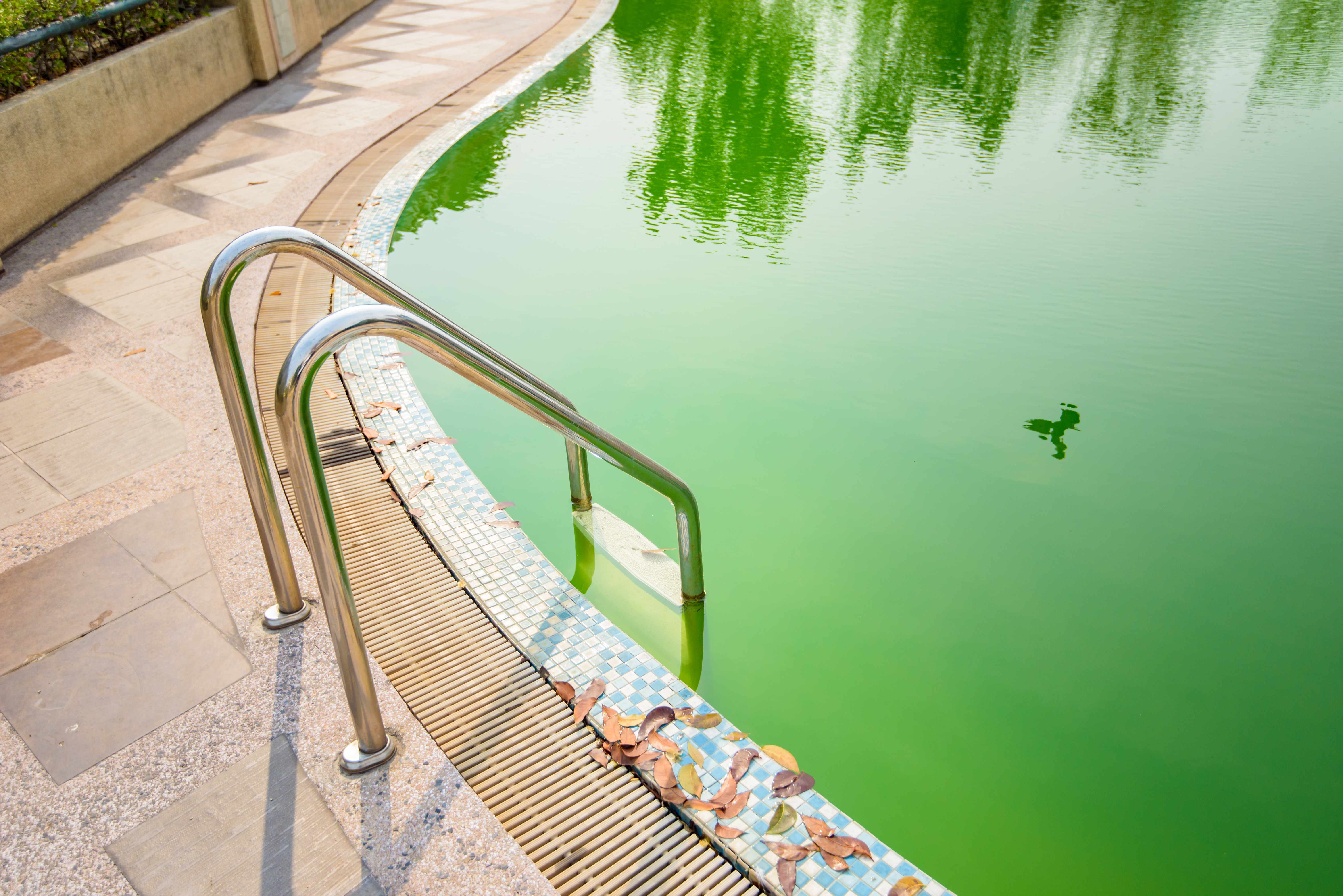 Why Is My Pool Green And How To Fix It ARM HAMMER 