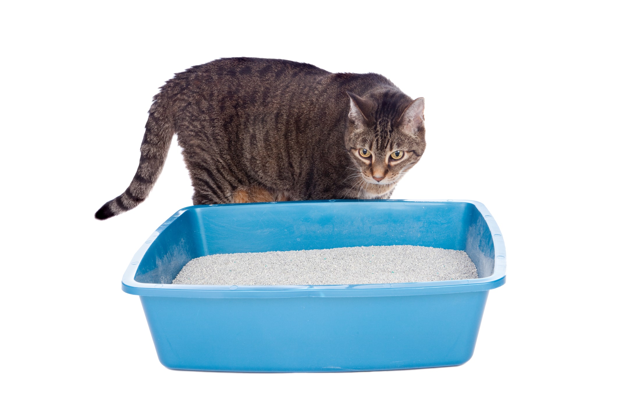 Cats Not Using the Litter Box | Arm & Hammer Cat Litter