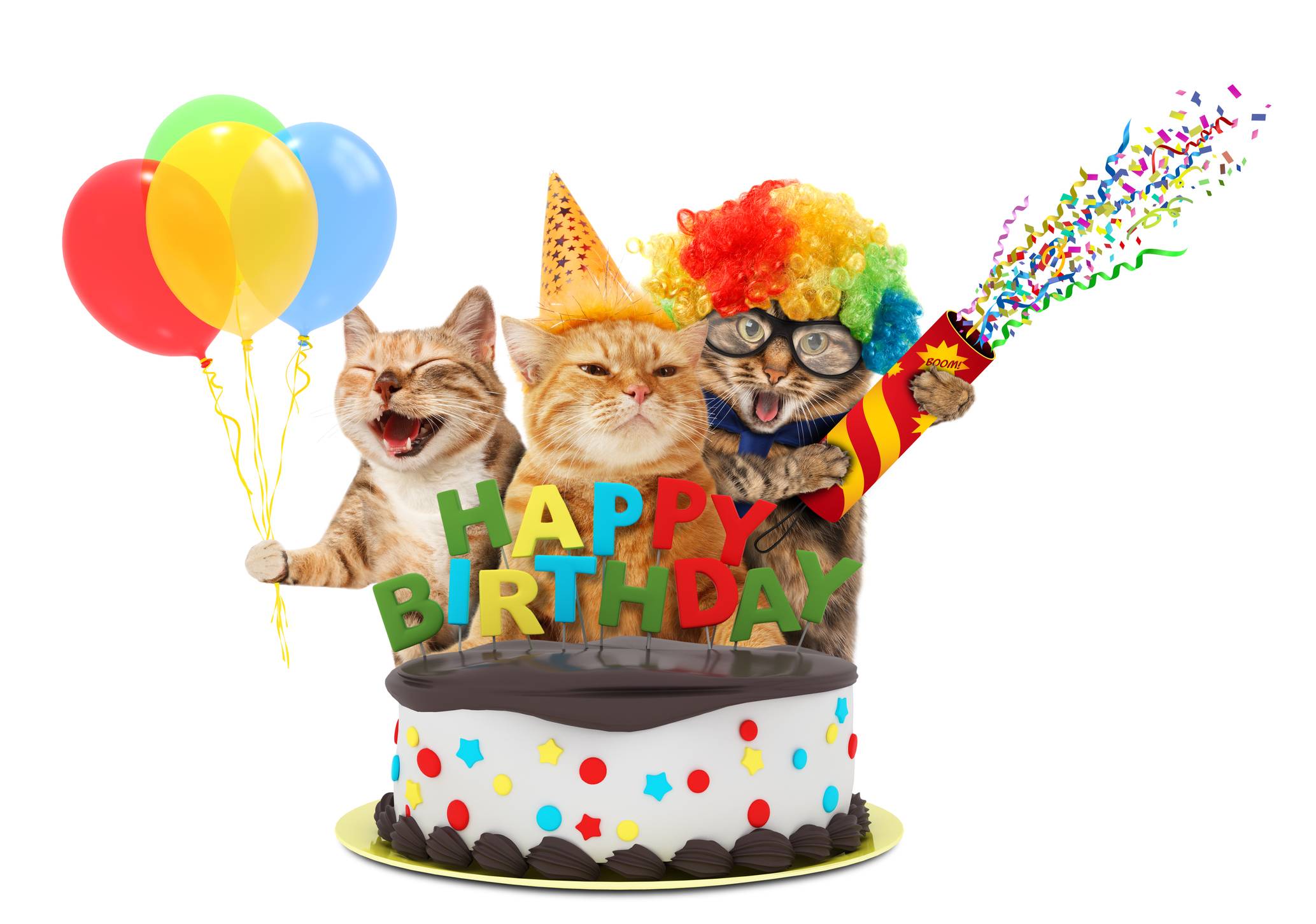 Birthday Party Cat