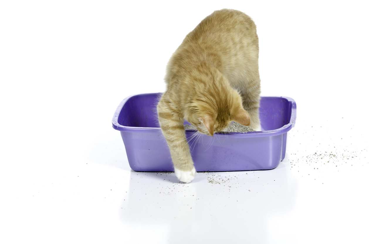 5 easy ways to prevent cat litter tracking in the home
