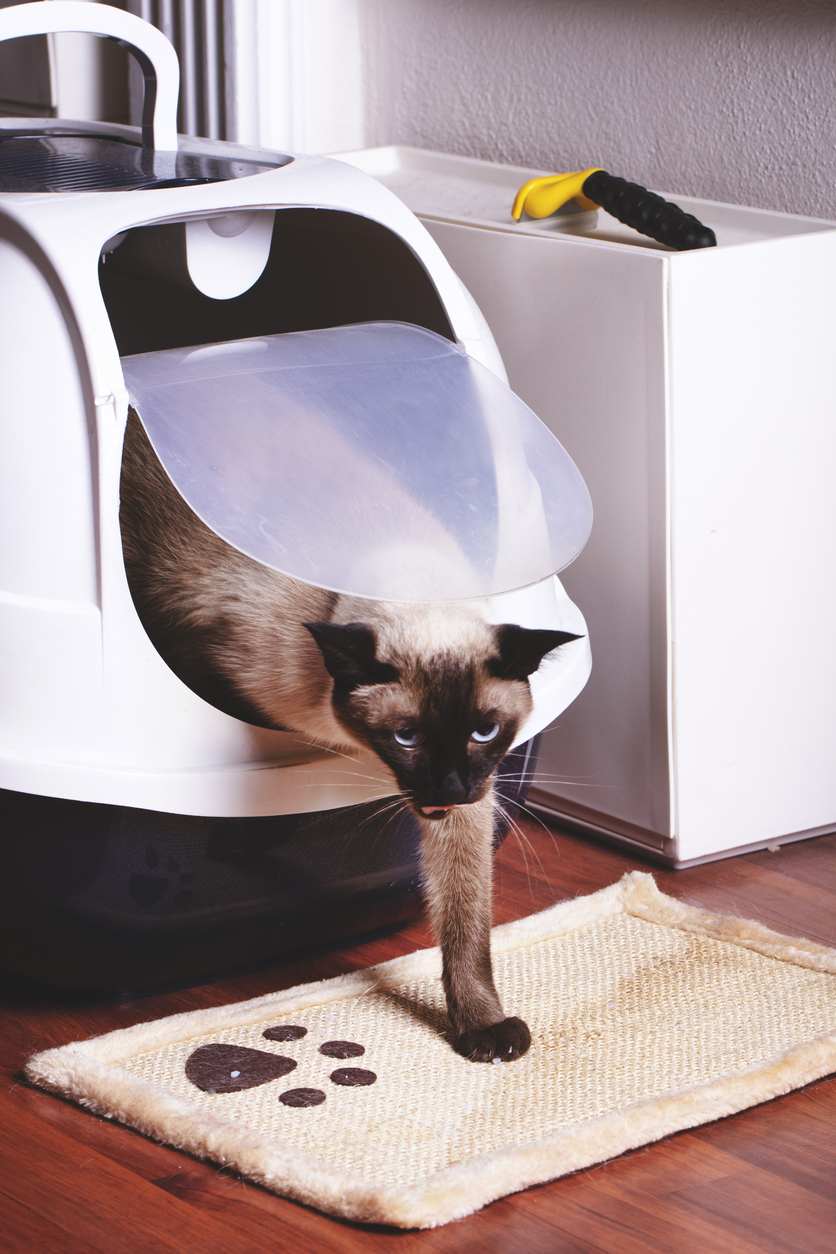 Minimize your cat's litter tracking with a litter box mat. - Modkat