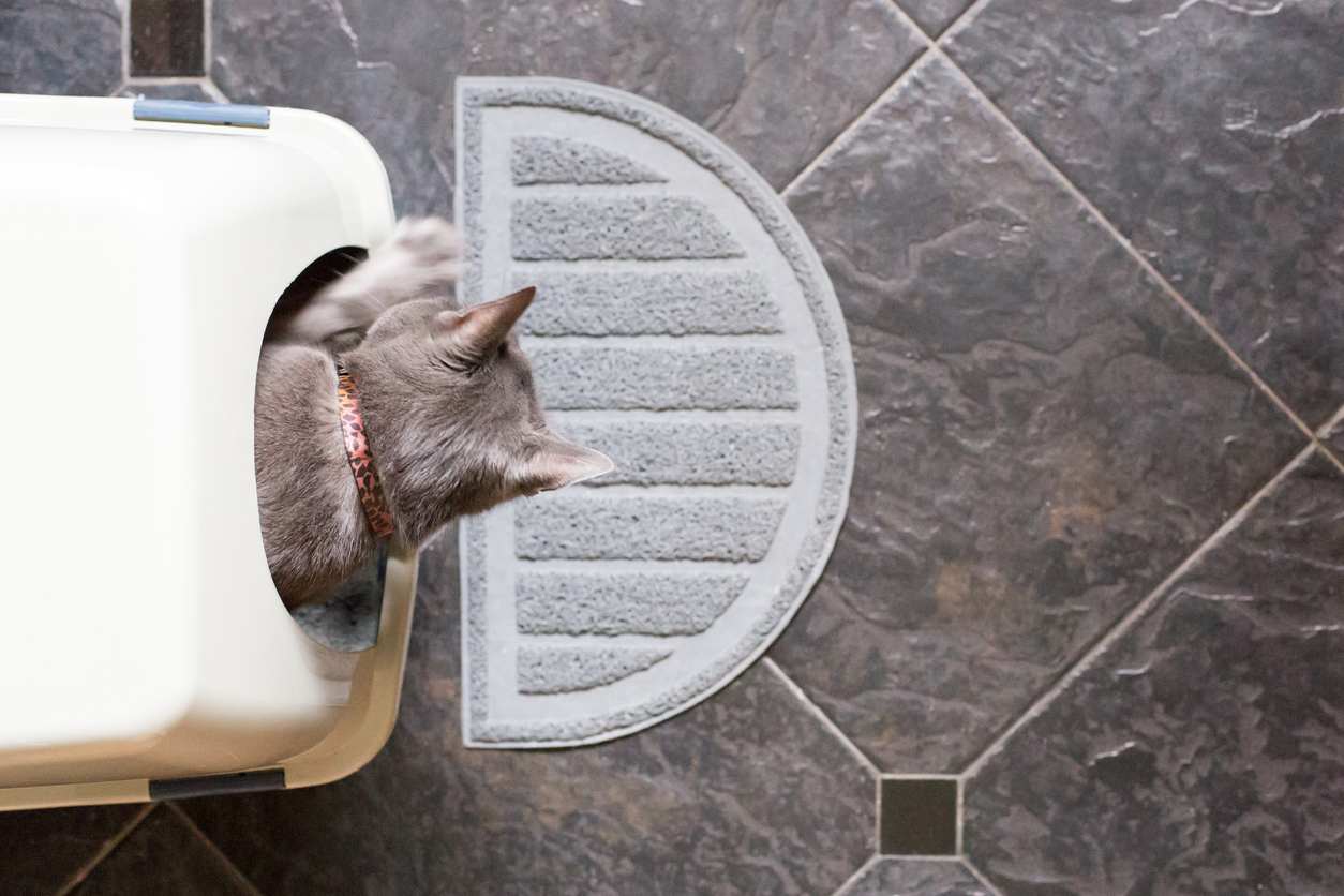 https://www.armandhammer.com/-/media/aah/feature/articles/cat-litter-articles/tips-to-help-stop-litter-tracking-image-5.jpg