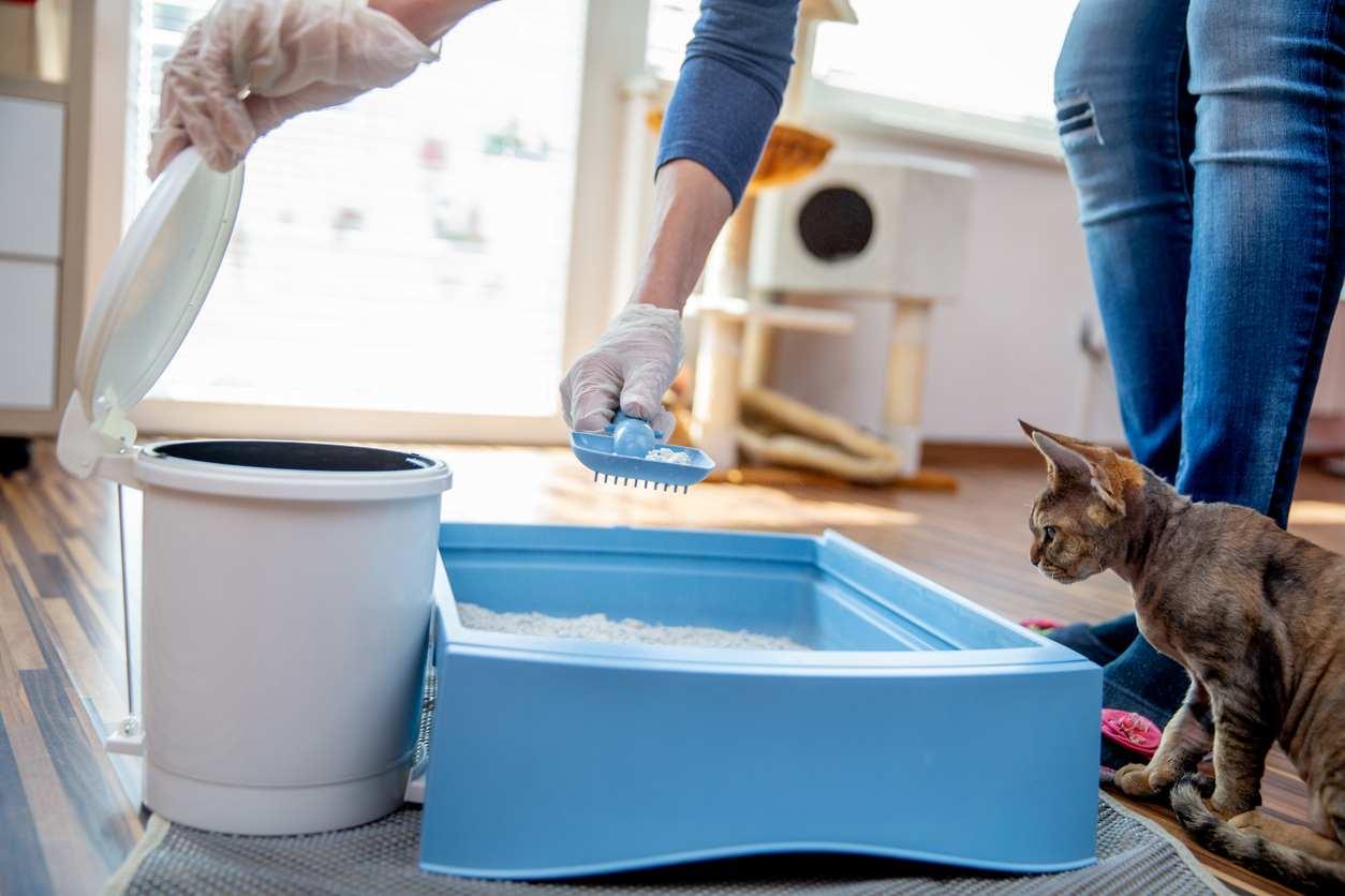 https://www.armandhammer.com/-/media/aah/feature/articles/cat-litter-articles/tips-to-help-stop-litter-tracking-image-6.jpg